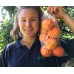 SPRAY FREE TANGELOS 1KG Bag  Katikati Grown